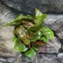 Kép 4/6 - Syngonium 'Maria allusion'