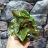 Kép 5/6 - Syngonium 'Maria allusion'