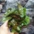 Kép 6/6 - Syngonium 'Maria allusion'