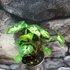 Kép 5/5 - Syngonium 'Pixie'