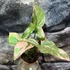 Kép 2/11 - Syngonium 'Pink Splash'