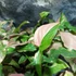 Kép 11/11 - Syngonium 'Pink Splash'