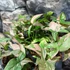 Kép 1/11 - Syngonium 'Pink Splash'