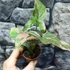 Kép 3/11 - Syngonium 'Pink Splash'