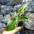 Kép 4/11 - Syngonium 'Pink Splash'