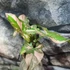 Kép 6/11 - Syngonium 'Pink Splash'