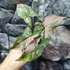 Kép 7/11 - Syngonium 'Pink Splash'