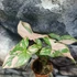 Kép 8/11 - Syngonium 'Pink Splash'