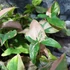 Kép 9/11 - Syngonium 'Pink Splash'
