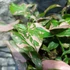 Kép 10/11 - Syngonium 'Pink Splash'