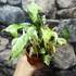 Kép 4/10 - Syngonium T25