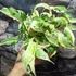 Kép 10/10 - Syngonium T25