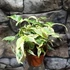Kép 2/10 - Syngonium T25