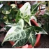 Kép 1/10 - Syngonium T25