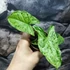 Kép 2/6 - Syngonium 'Mottled Mojito' kicsi