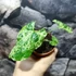 Kép 5/6 - Syngonium 'Mottled Mojito' kicsi