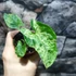 Kép 6/6 - Syngonium 'Mottled Mojito' kicsi