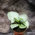 Kép 1/6 - Syngonium 'Milk Confetti' kicsi