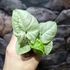Kép 2/6 - Syngonium 'Milk Confetti' kicsi