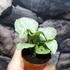 Kép 5/6 - Syngonium 'Milk Confetti' kicsi