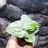 Kép 6/6 - Syngonium 'Milk Confetti' kicsi
