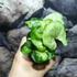Kép 2/7 - Syngonium podophyllum 'Roxanne'
