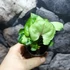 Kép 3/7 - Syngonium podophyllum 'Roxanne'