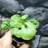 Kép 4/7 - Syngonium podophyllum 'Roxanne'
