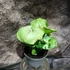 Kép 6/7 - Syngonium podophyllum 'Roxanne'