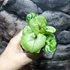 Kép 7/7 - Syngonium podophyllum 'Roxanne'