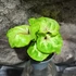 Kép 2/4 - Syngonium 'Mango Allusion'