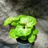 Kép 4/4 - Syngonium 'Mango Allusion'