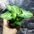 Kép 2/5 - Syngonium podophyllum 'Arrow'
