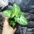 Kép 3/5 - Syngonium podophyllum 'Arrow'