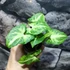 Kép 4/5 - Syngonium podophyllum 'Arrow'