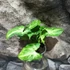 Kép 5/5 - Syngonium podophyllum 'Arrow'