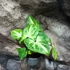 Kép 1/5 - Syngonium podophyllum 'Arrow'