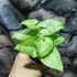 Kép 4/6 - Syngonium 'White Butterfly'
