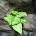 Kép 5/6 - Syngonium 'White Butterfly'