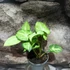 Kép 6/6 - Syngonium 'White Butterfly'
