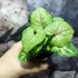 Kép 2/7 - Syngonium podophyllum 'Speckle'