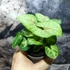Kép 3/7 - Syngonium podophyllum 'Speckle'