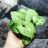 Kép 4/7 - Syngonium podophyllum 'Speckle'