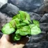 Kép 5/7 - Syngonium podophyllum 'Speckle'