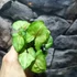 Kép 6/7 - Syngonium podophyllum 'Speckle'
