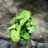 Kép 1/7 - Syngonium podophyllum 'Speckle'