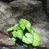 Kép 7/7 - Syngonium podophyllum 'Speckle'