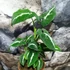 Kép 2/10 - Syngonium wendlandii