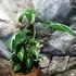 Kép 5/10 - Syngonium wendlandii