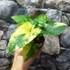 Kép 2/8 - Syngonium podophyllum 'Aurea'